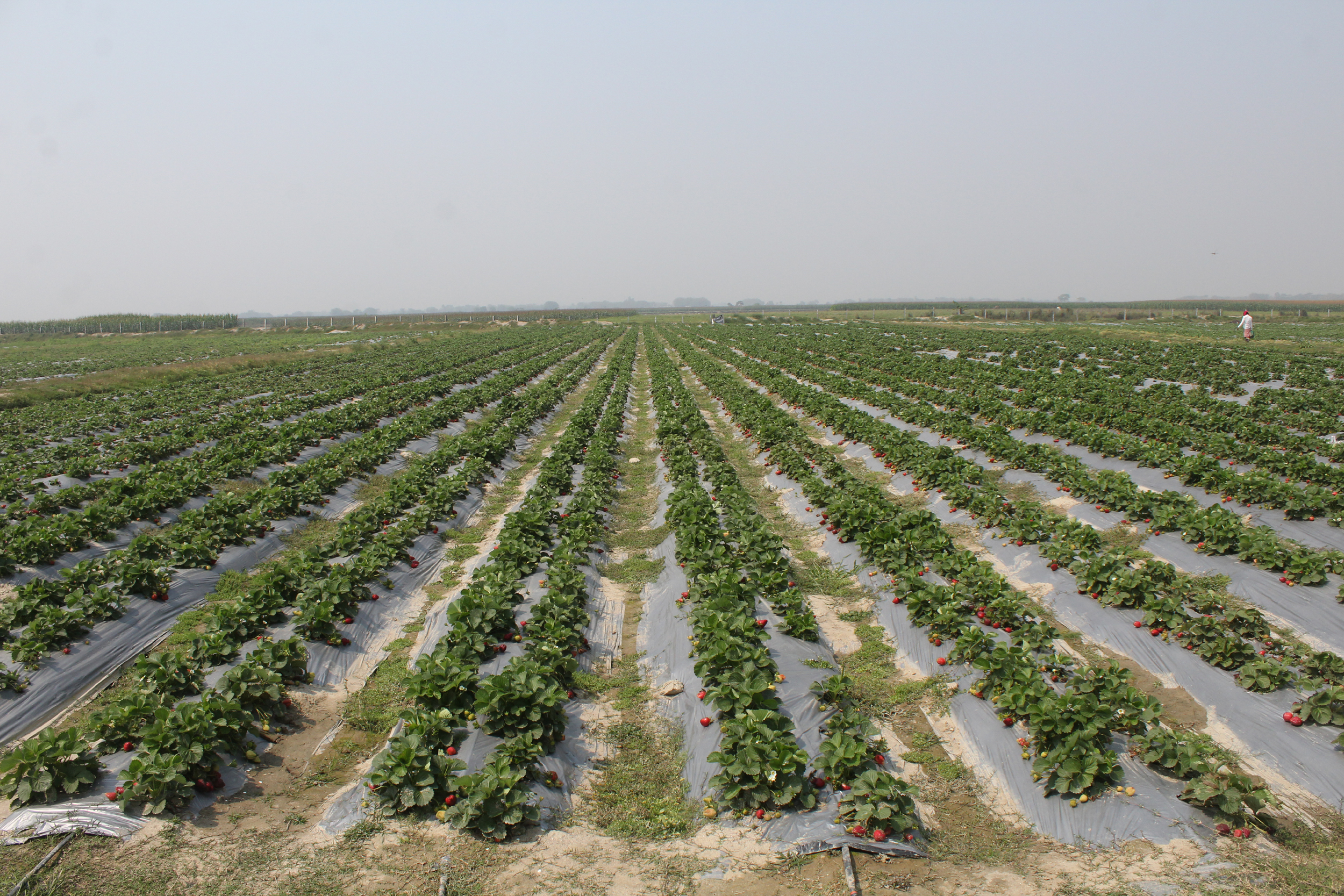 strawberry fields strawberry fields