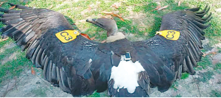 Frail White Rumped Vulture Tagged In Nepal Rescued In India