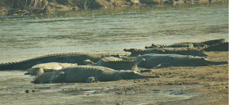 Garai Raptile Conservationists see glimmer of hope with increasing number of gharials ...