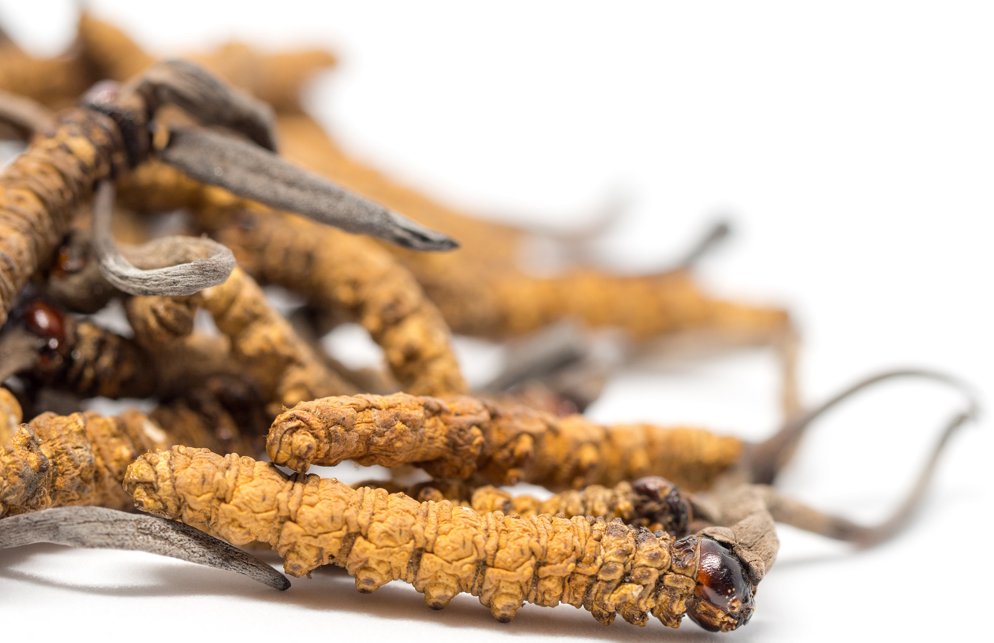 Covid 19 Could Even Put A Halt To This Year S Yarsa Harvest I want supply of yarsagumba please provide most nominal price need yarsagumba in india any supplier from china. covid 19 could even put a halt to this