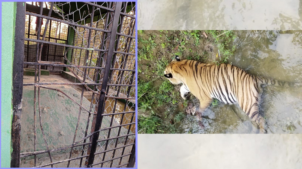 Tiger escapes from cage. It’s uncertain what it will do next