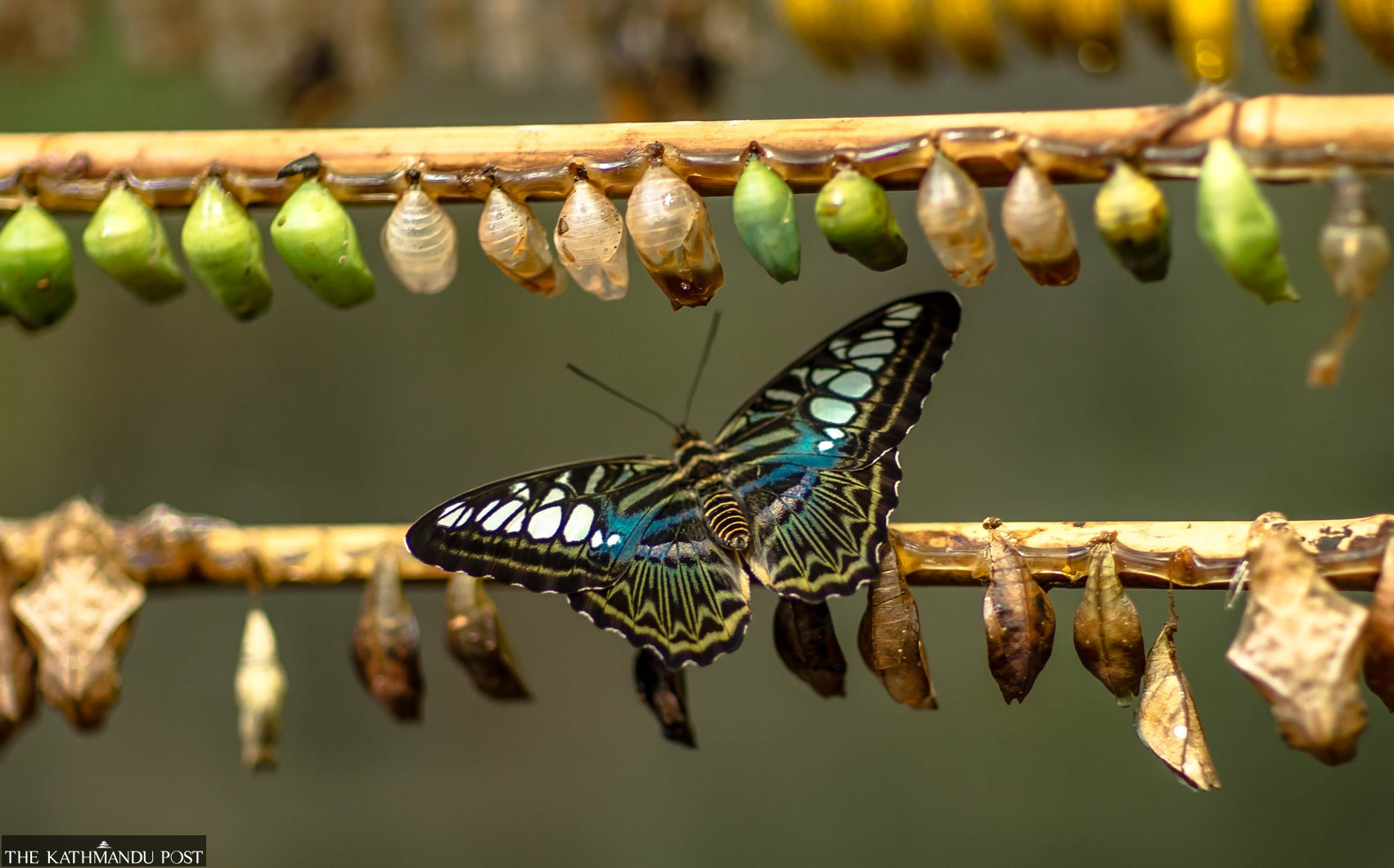 The broken drum of meritocracy