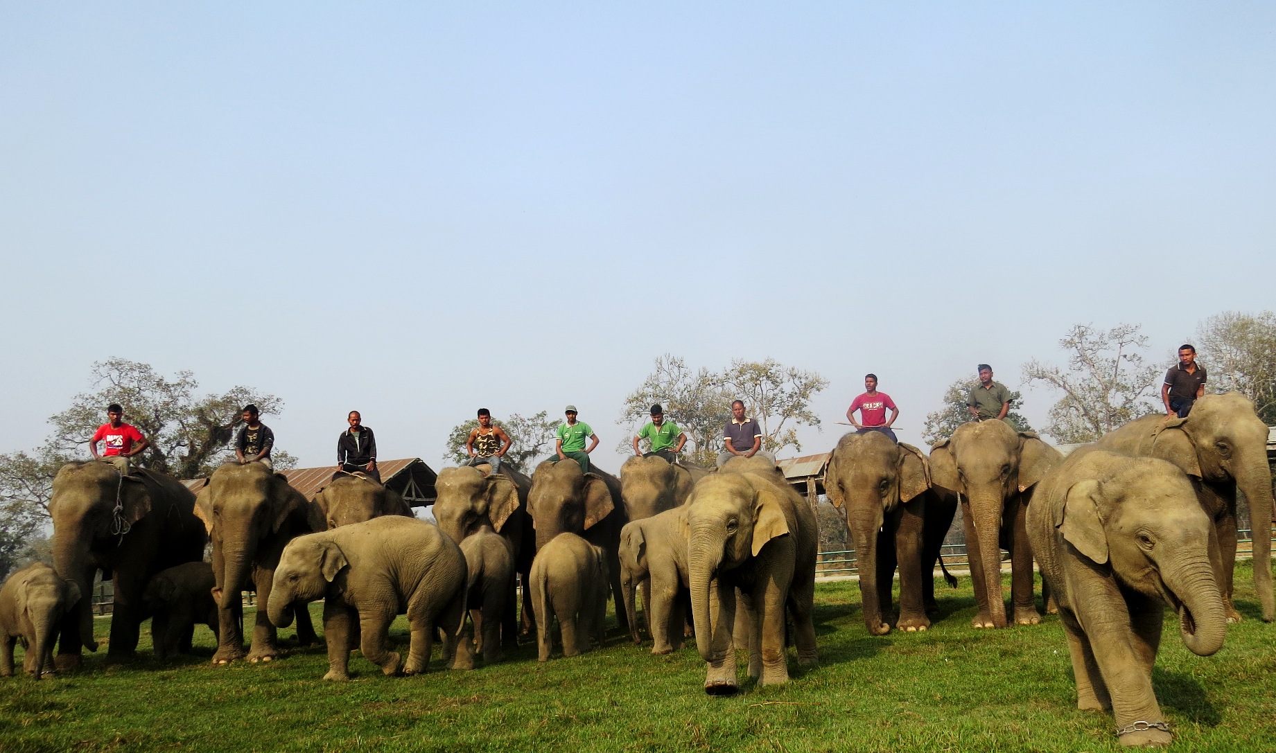 Elephants at the Chitwan National Park breeding centre