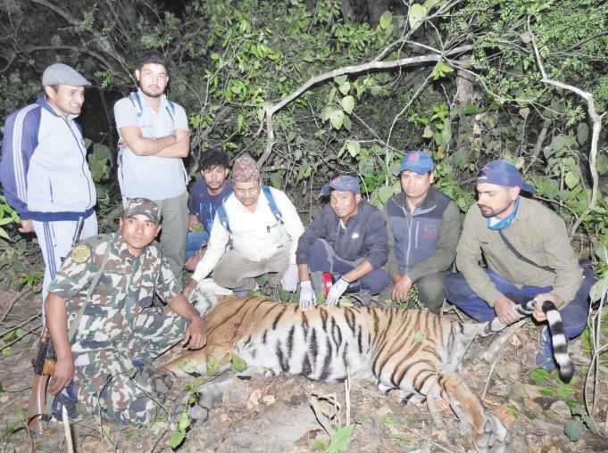 Tiger Attack Victims