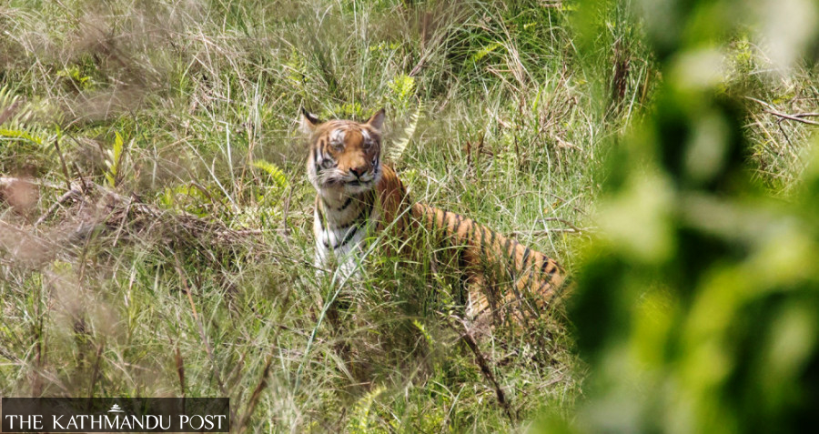 Tigers see roaring success but mega projects may get in way of conservation