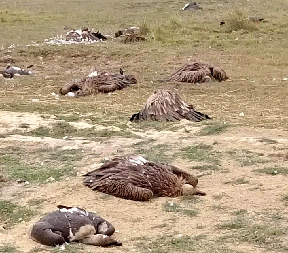 67 vultures found dead in Parasi