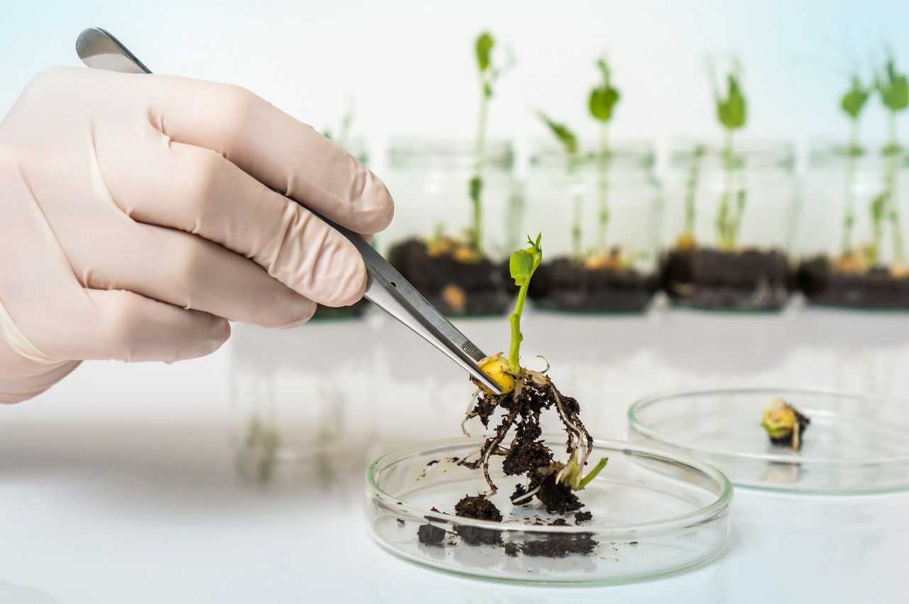 A New Chance For Genetically Engineered Crops
