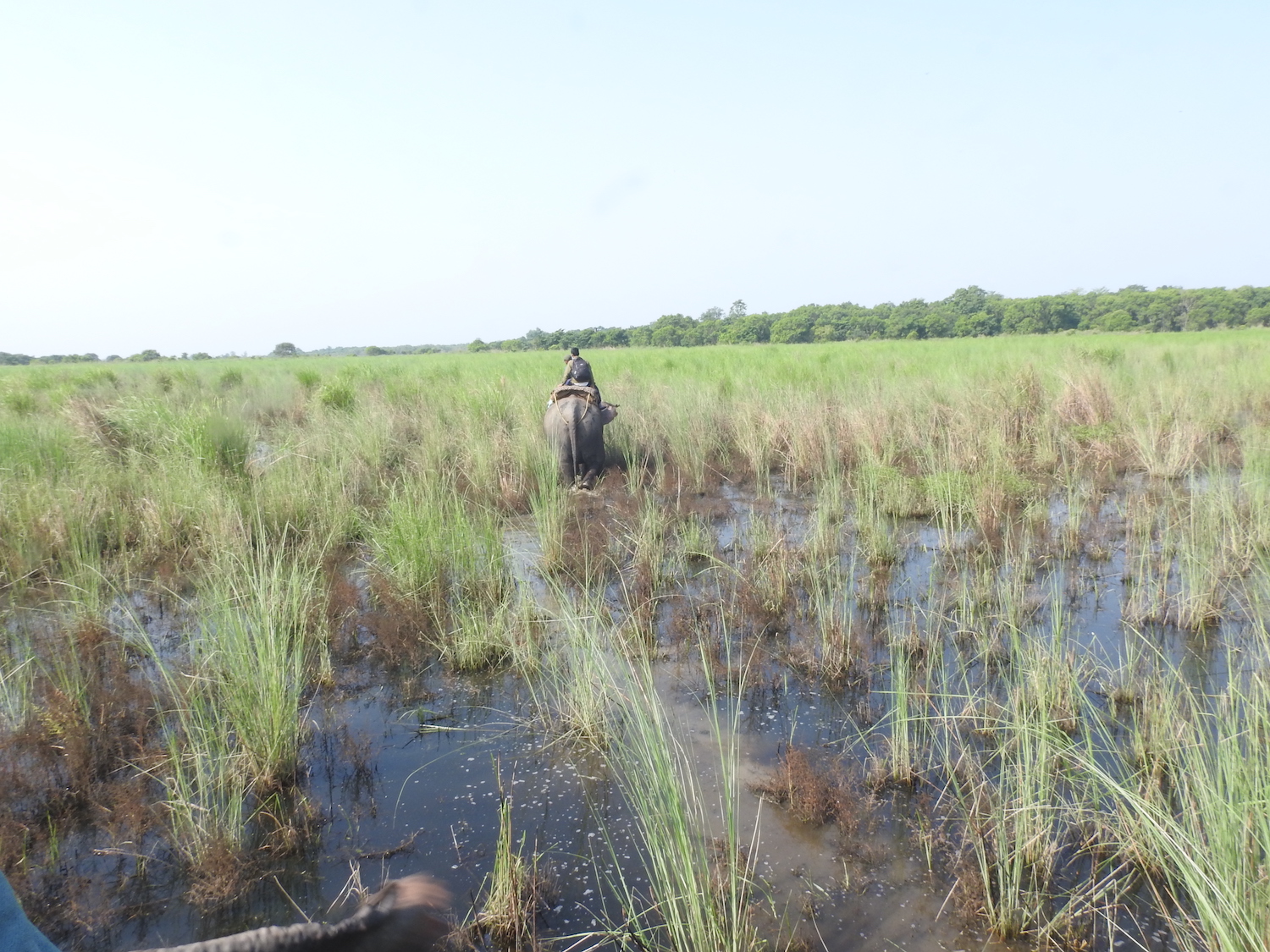 Monsoon affects wildlife monitoring in Shuklaphanta National Park