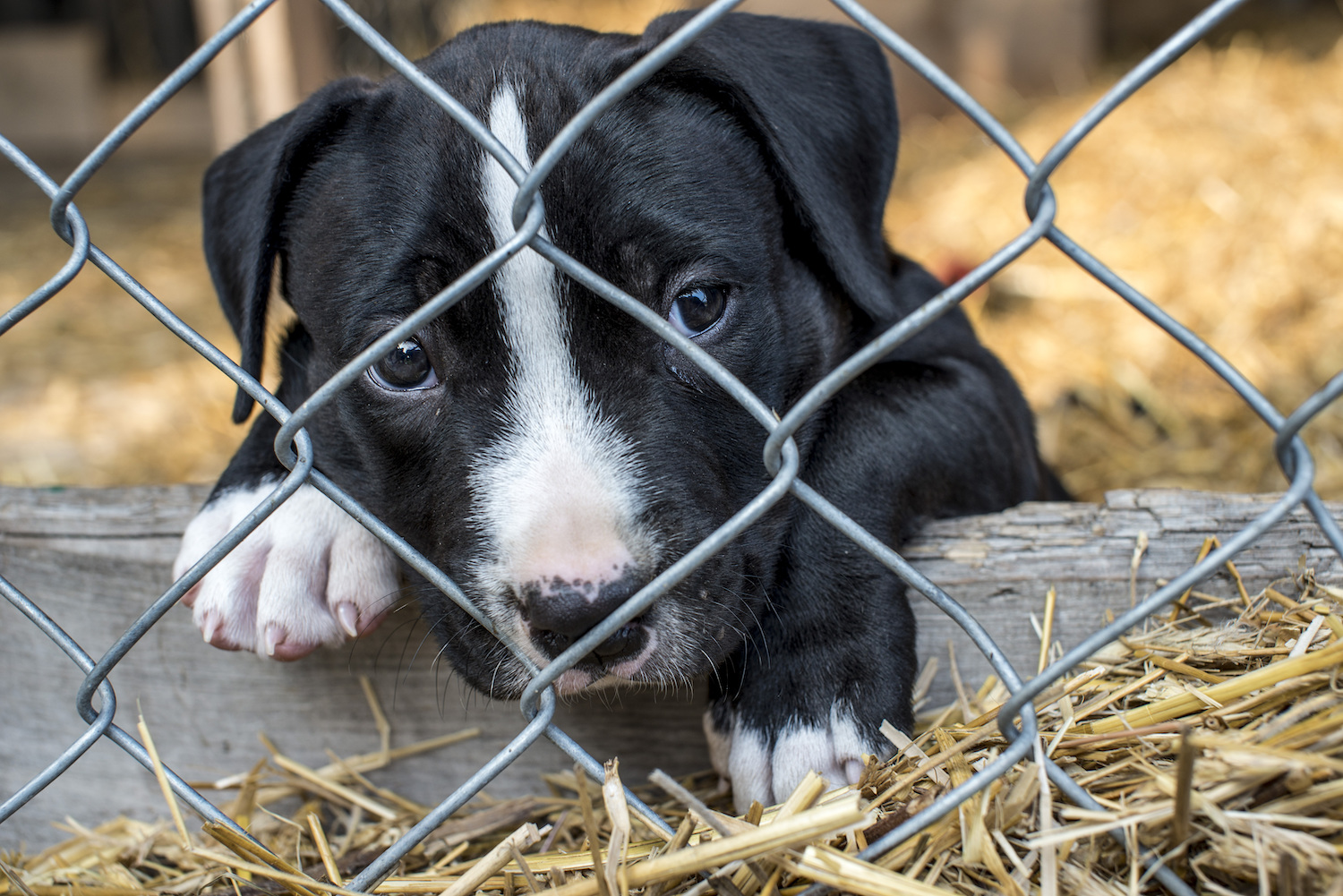 the-case-of-stolen-dogs