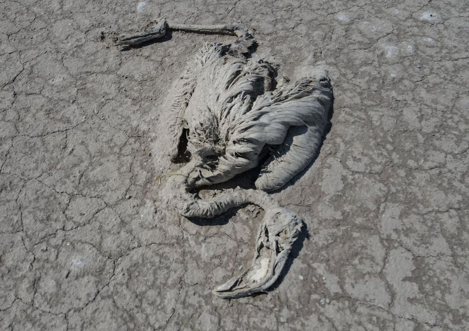 Thousands of flamingos die in drought in central Turkey