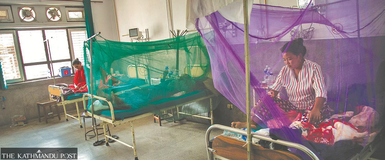 Government set to declare a dengue epidemic
