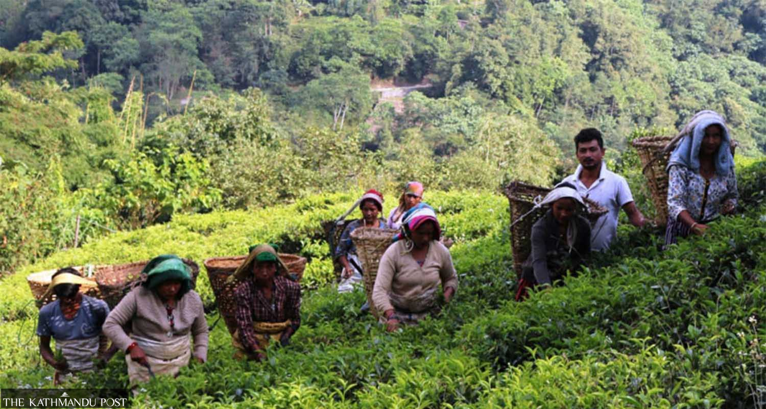 En agua caliente en medio de restricciones de importación inminentes para la India, los productores de té buscan ayuda del gobierno