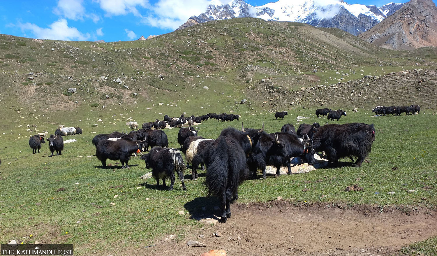 Diphtheria is killing yaks in Manang highlands