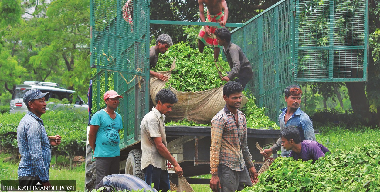 El sector del té de Nepal sufre por la falta de fertilizantes químicos