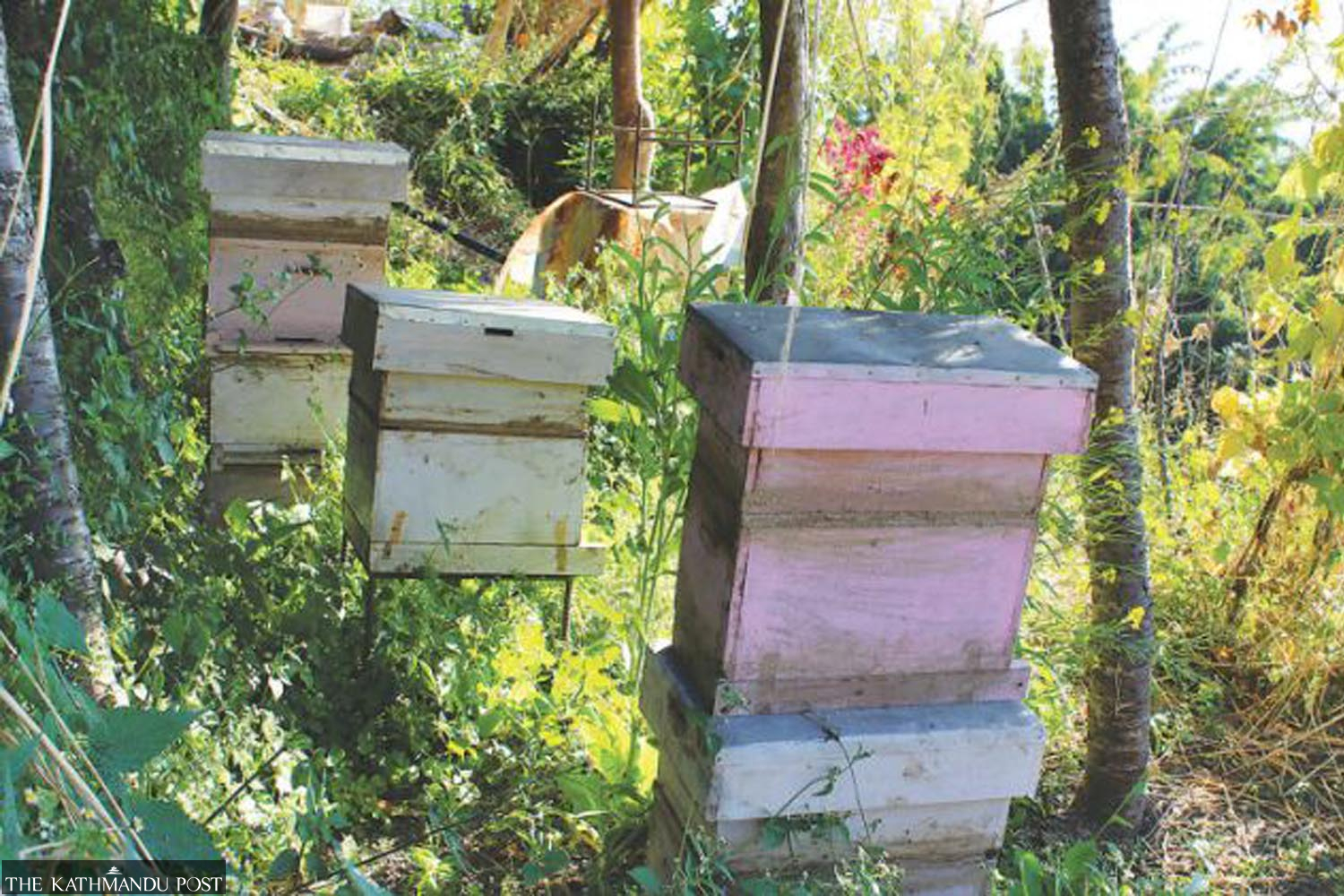 Farmers’ waxing in Myagdi from beekeeping