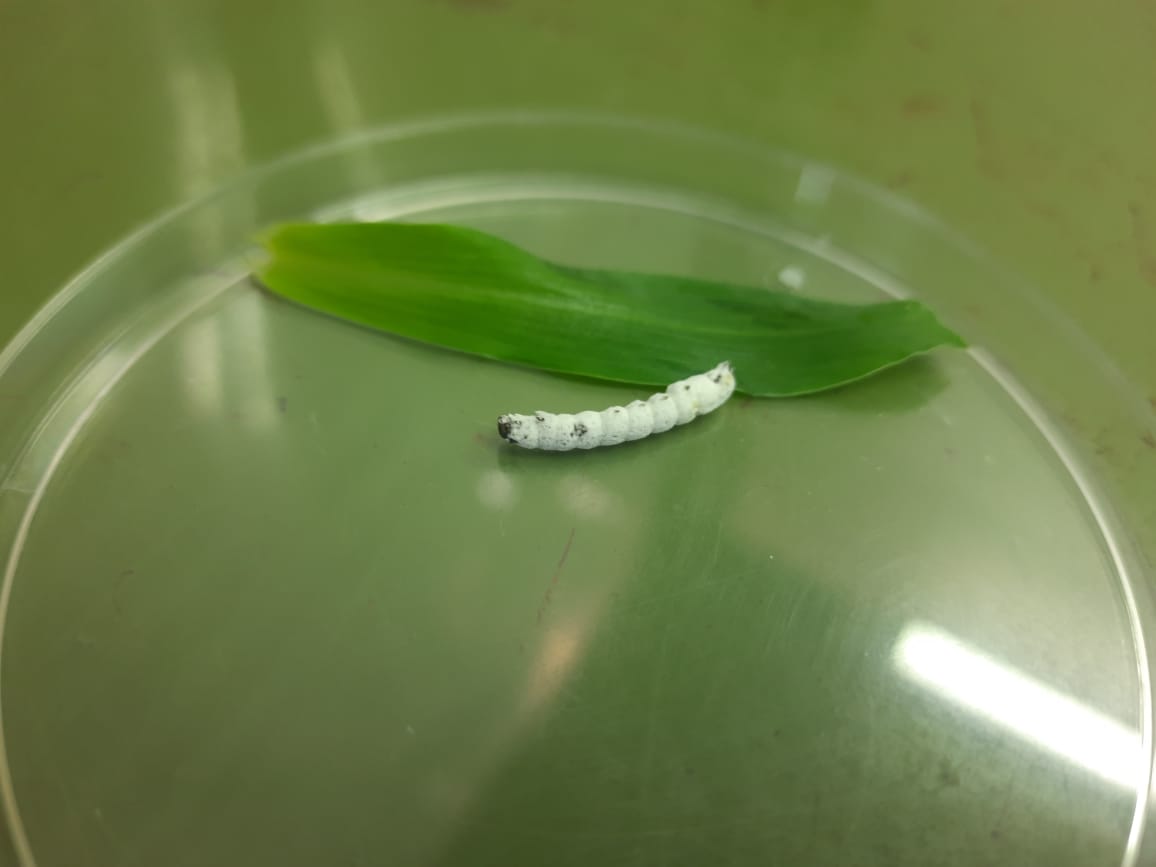 Pest management, the organic way