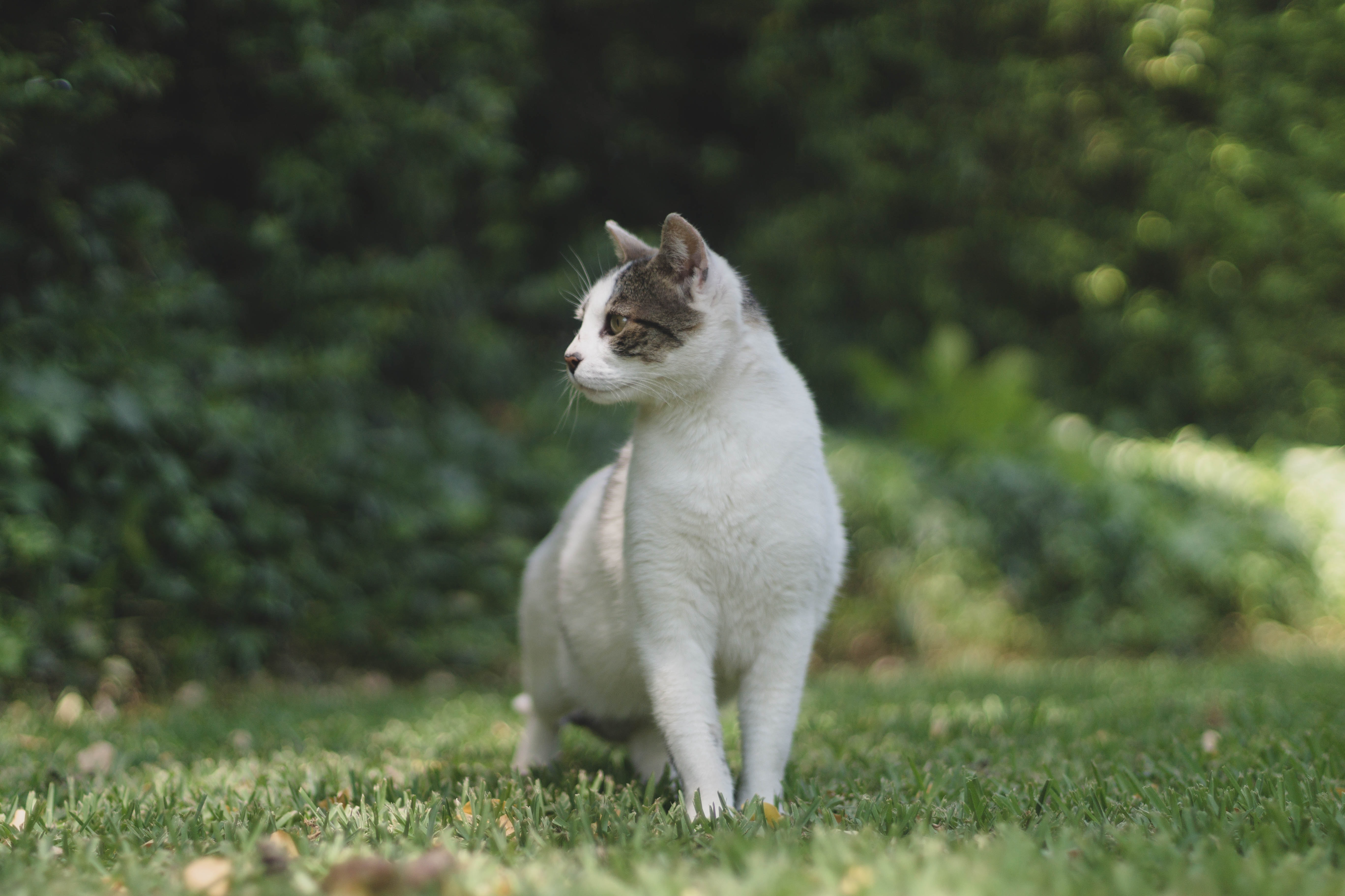 Free-roaming cats spread diseases