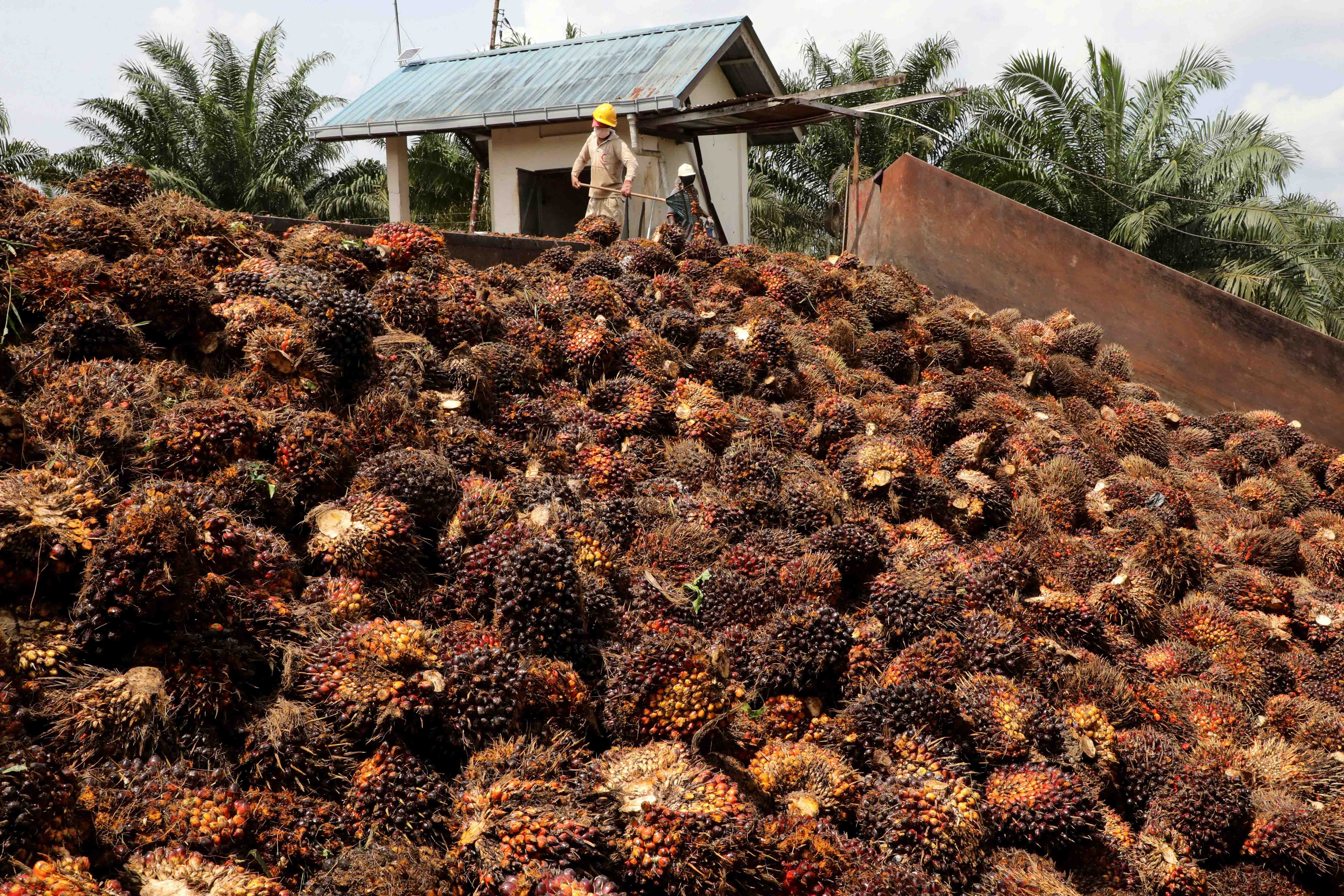 palm-oil-supply-curbs-may-hit-nepali-manufacturers