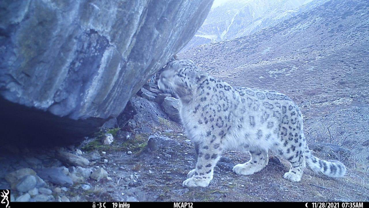 Researchers in Chum of Manaslu Conservation Area to study snow leopard