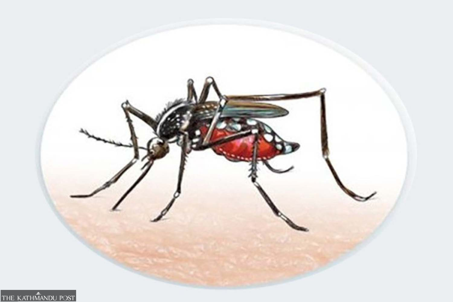 Why Ast Higher Than Alt In Dengue