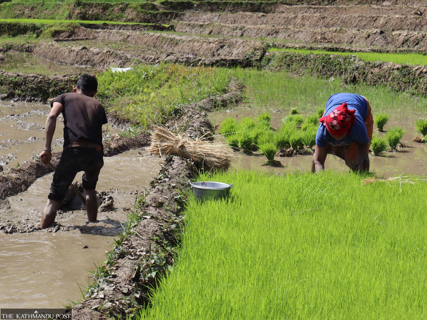 Spring paddy transplantation in full swing in Panchthar