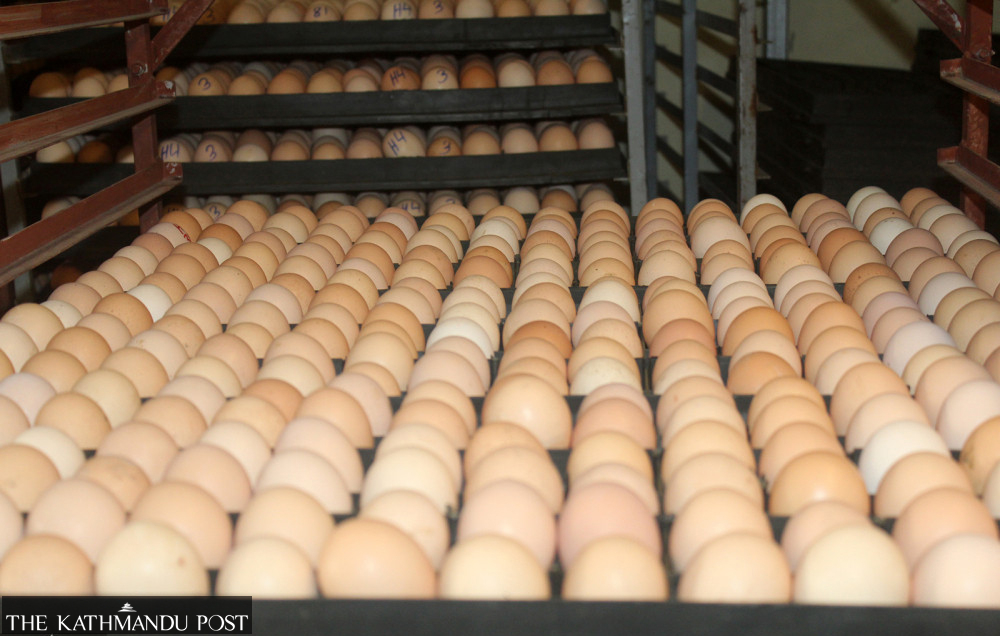 Egg farmers want government to support business