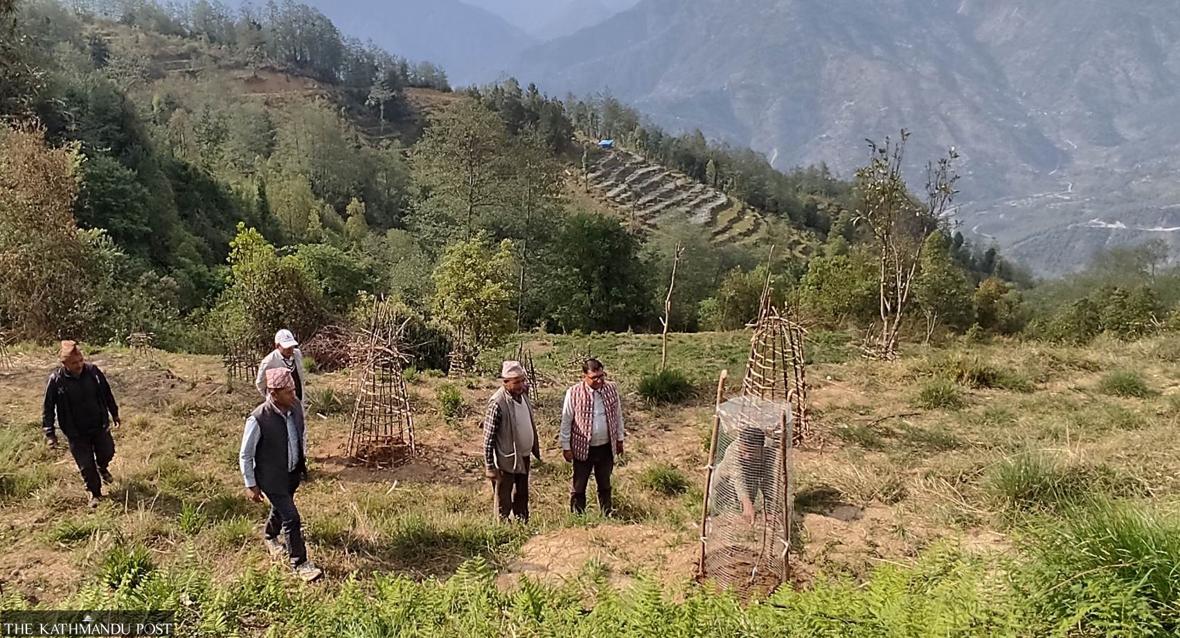 Walnut Riding Crop Farmers turn to Walnut as cash crop