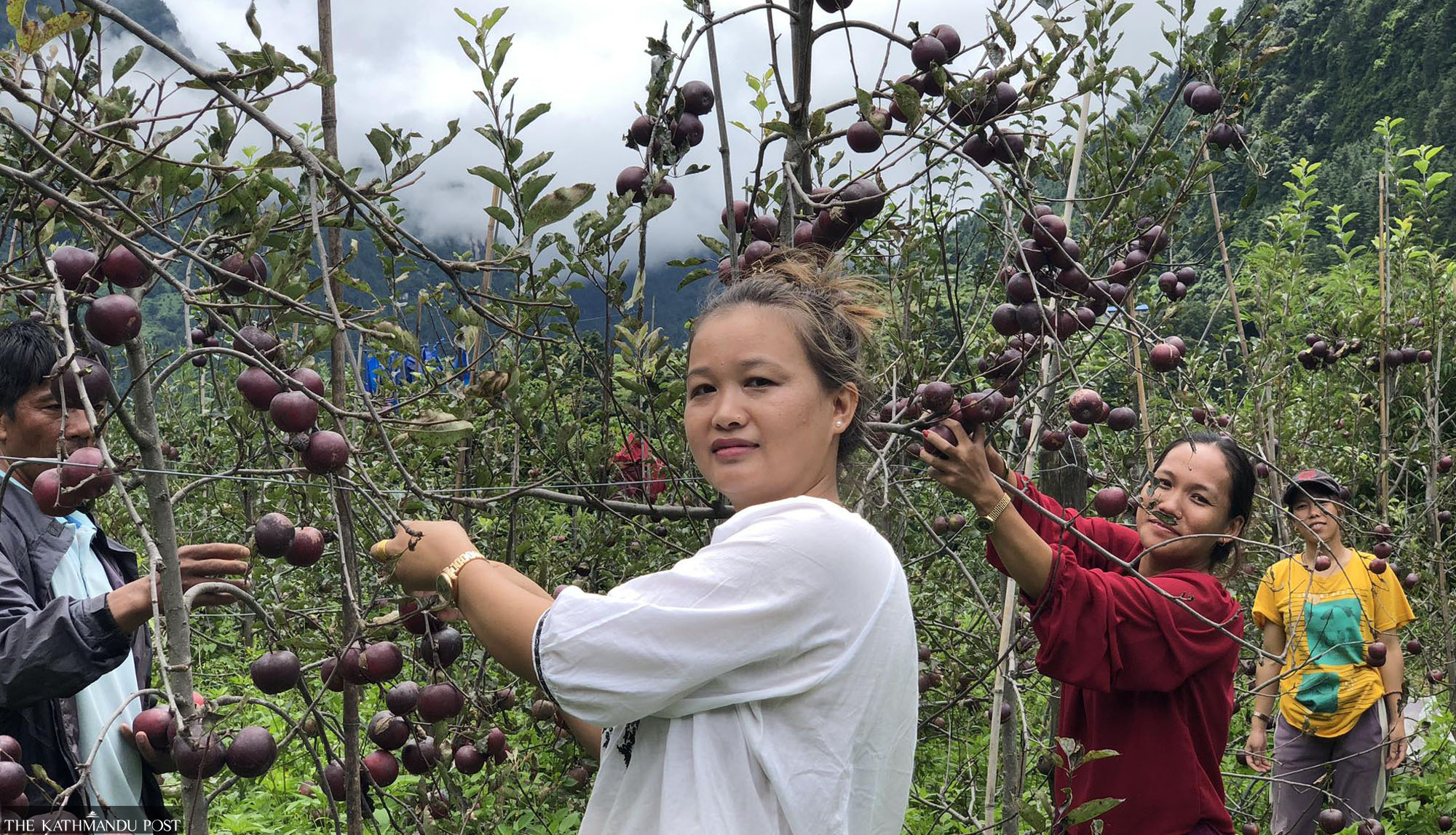 apple-growers-in-highlands-celebrate-bumper-harvest