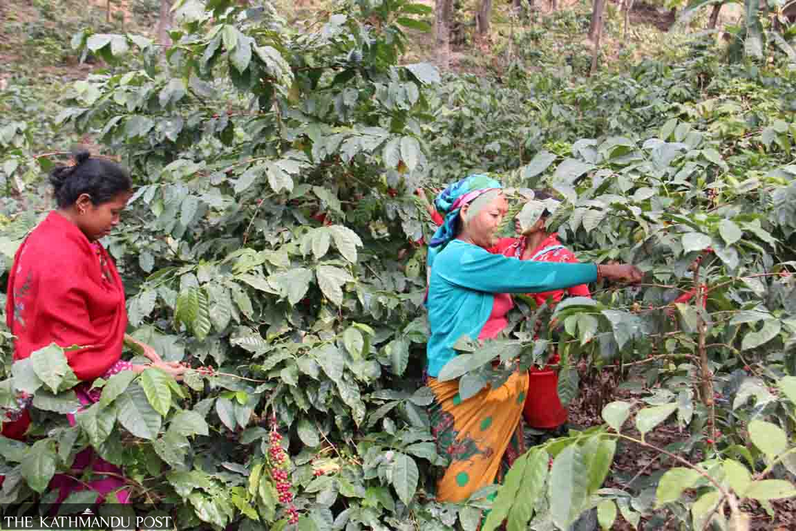 Coffee farm yields extra income for farmers in Kavre