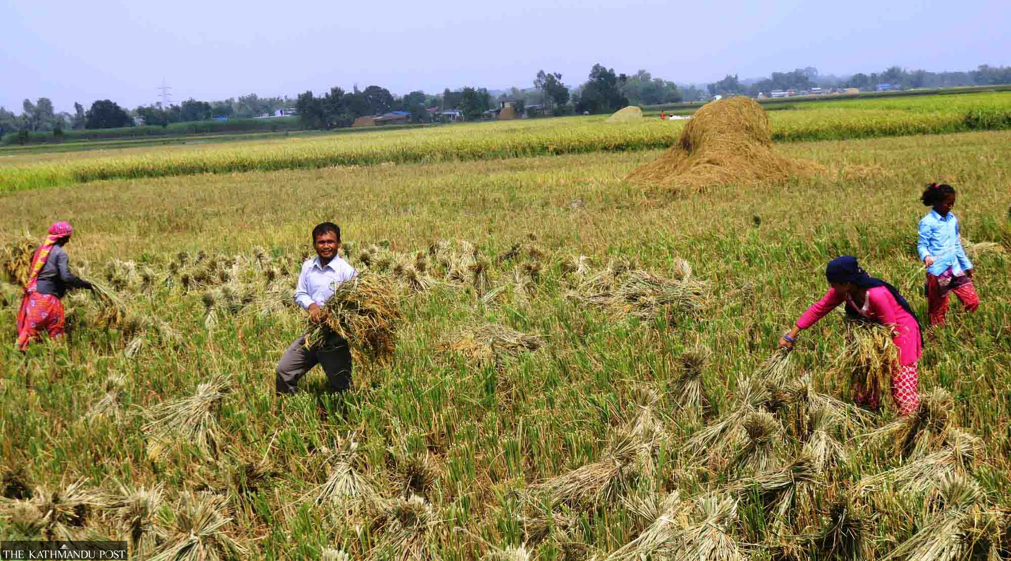 Farming sector reels from problems despite significant government ...