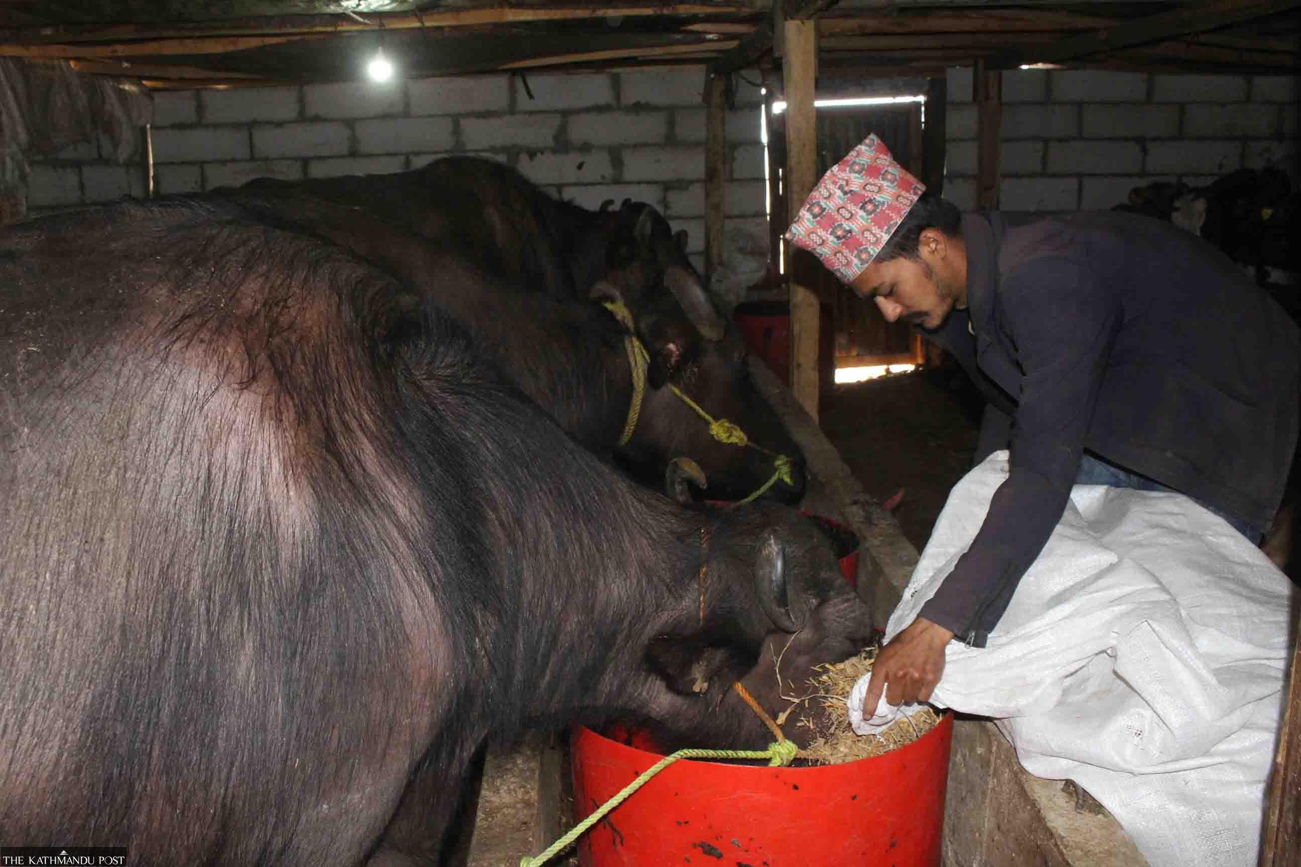 Youths in Kavre seek their fortune in animal husbandry