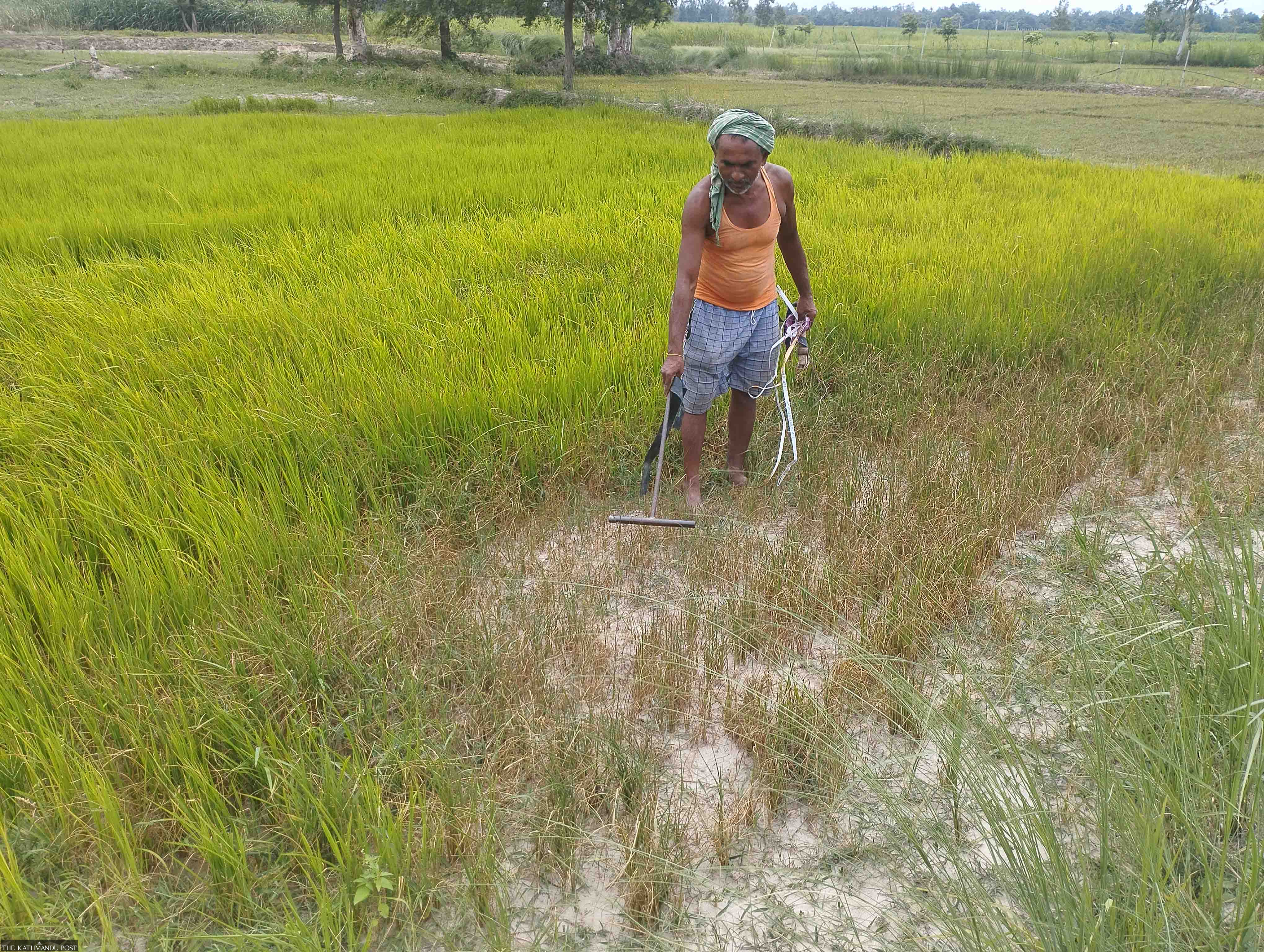 Why Nepal’s Agricultural Repatriation Dream Is a Financial Death Trap