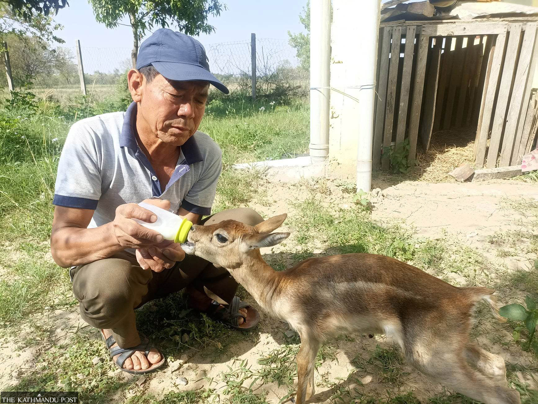 Blackbuck fawn deaths in Khairapur highlight conservation challenges