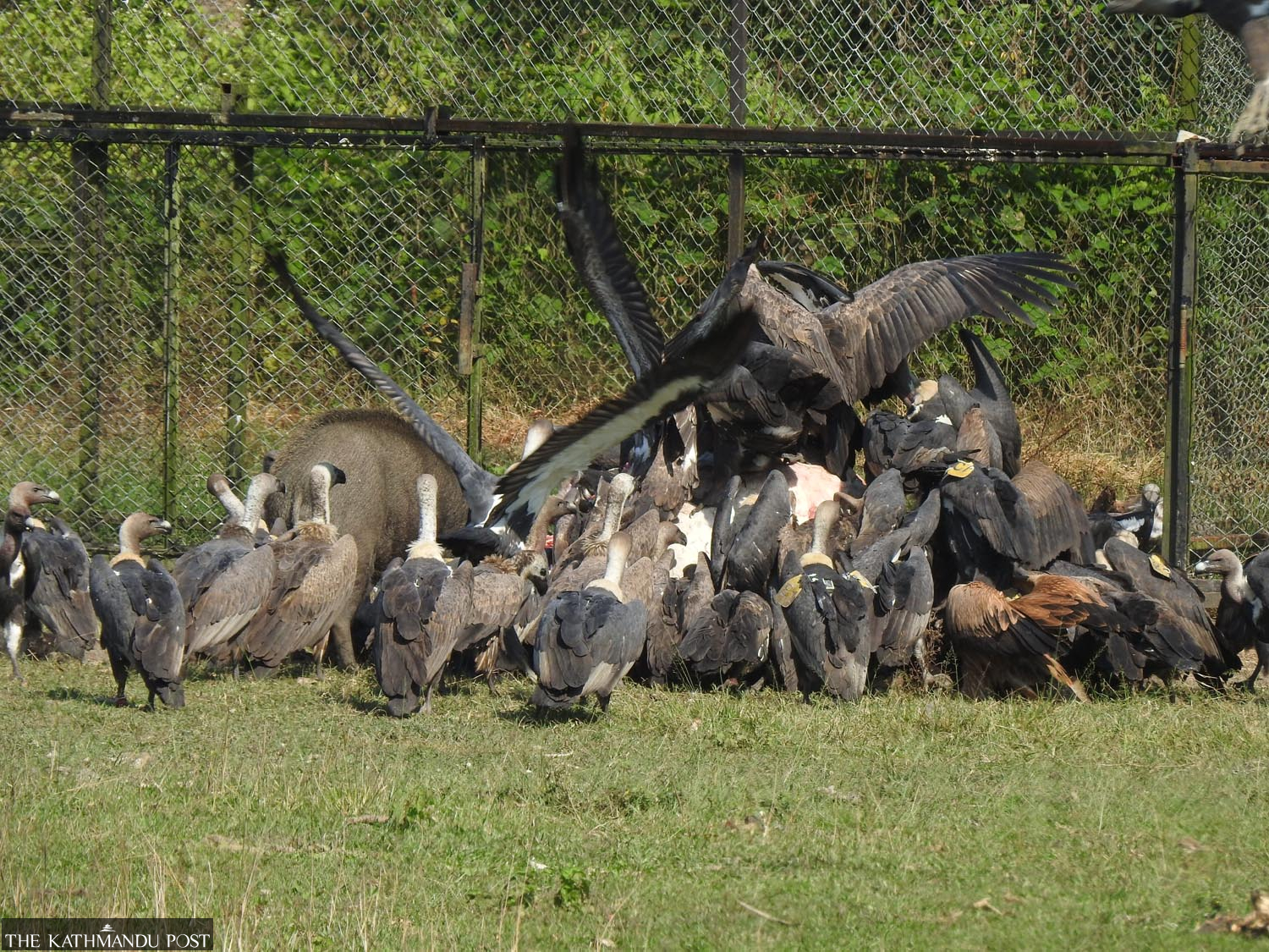 Ten vultures from Kasara breeding centre released into the wild