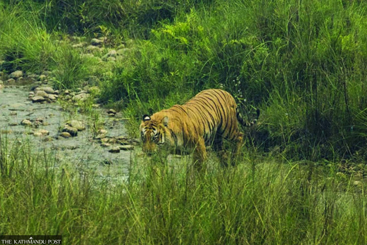 Nepal founding member of International Big Cats Alliance