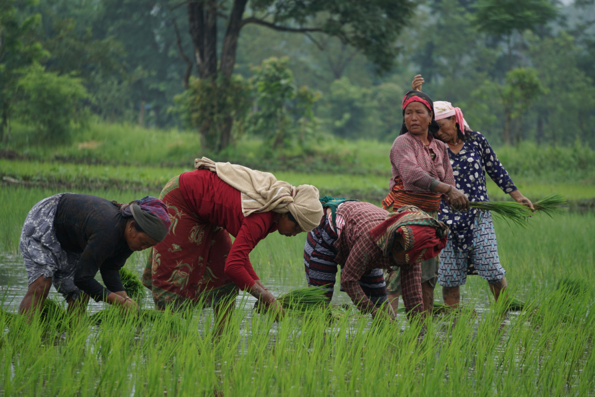 reviving-nepal-s-agriculture