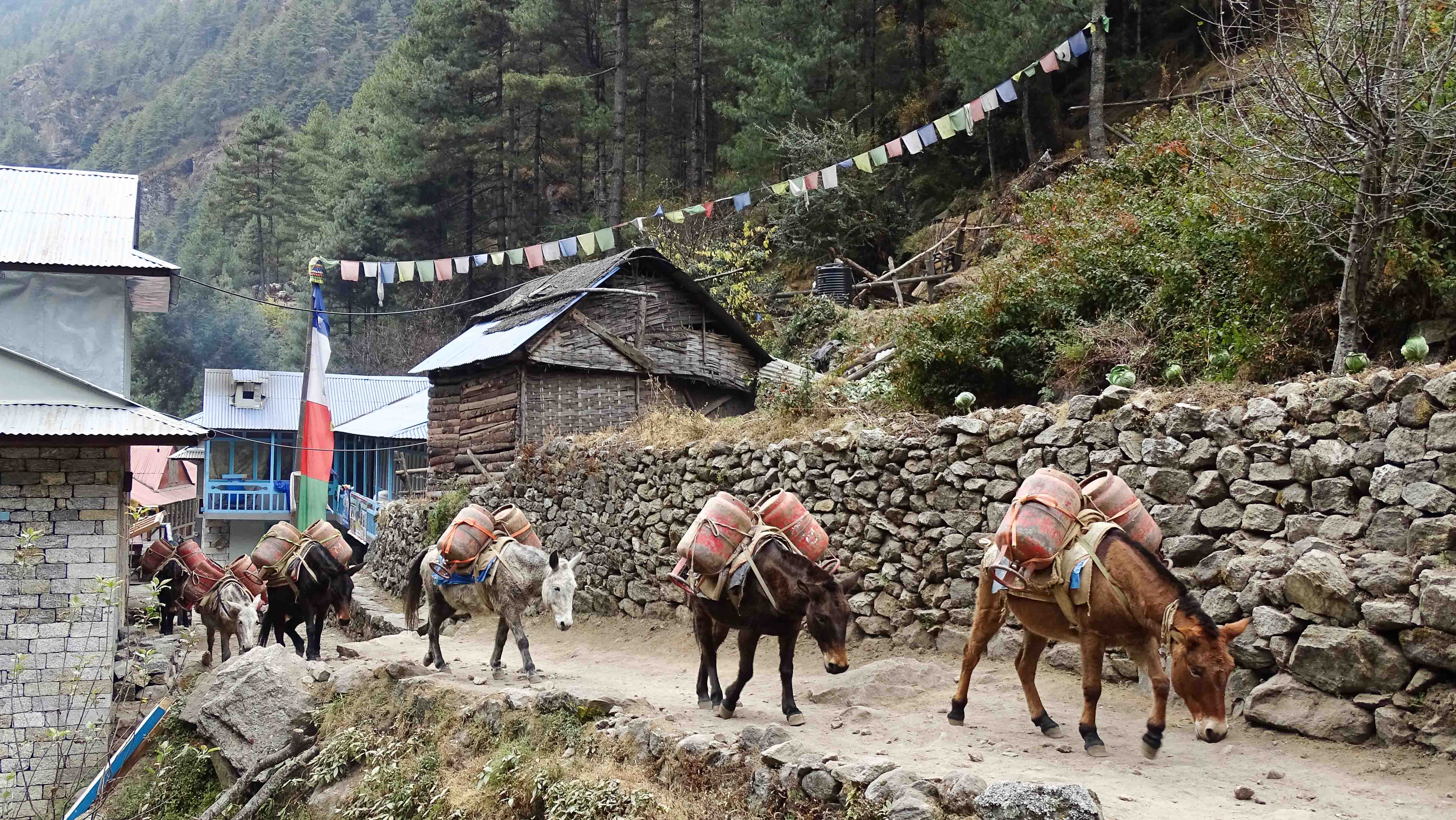 Types Of Wood In Nepal