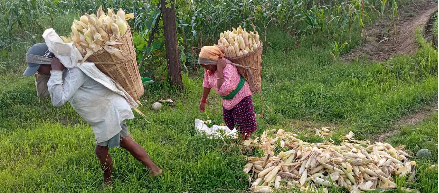 Farmers receive credit cards to buy farm inputs