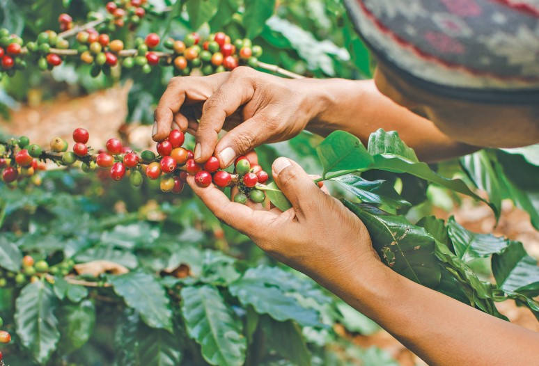 Nepali coffee prices rise on heels of increasing imports