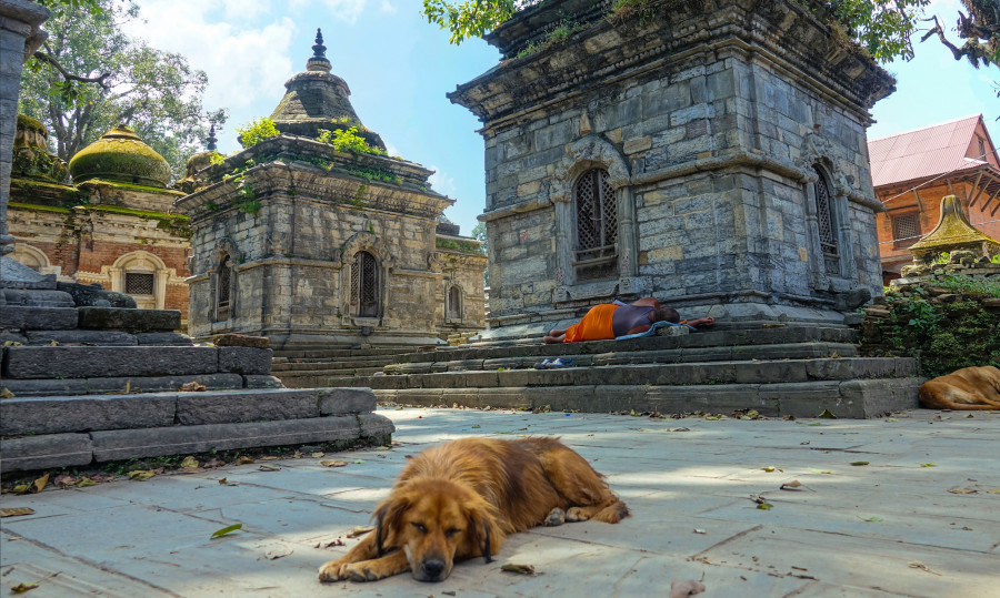 KMC to microchip all pet dogs
