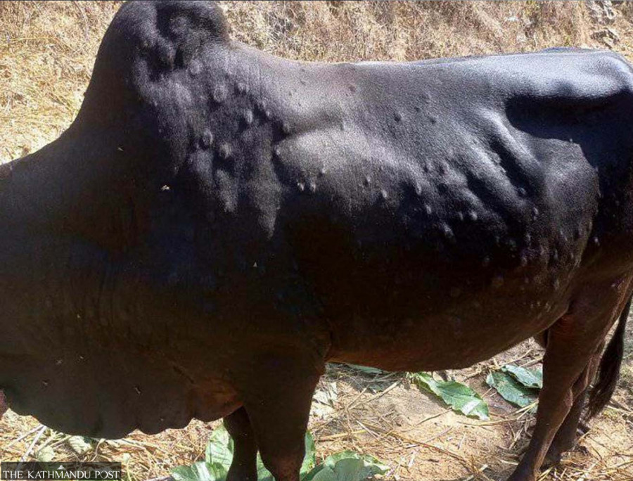 Parliament seeks government steps to control lumpy skin cattle disease