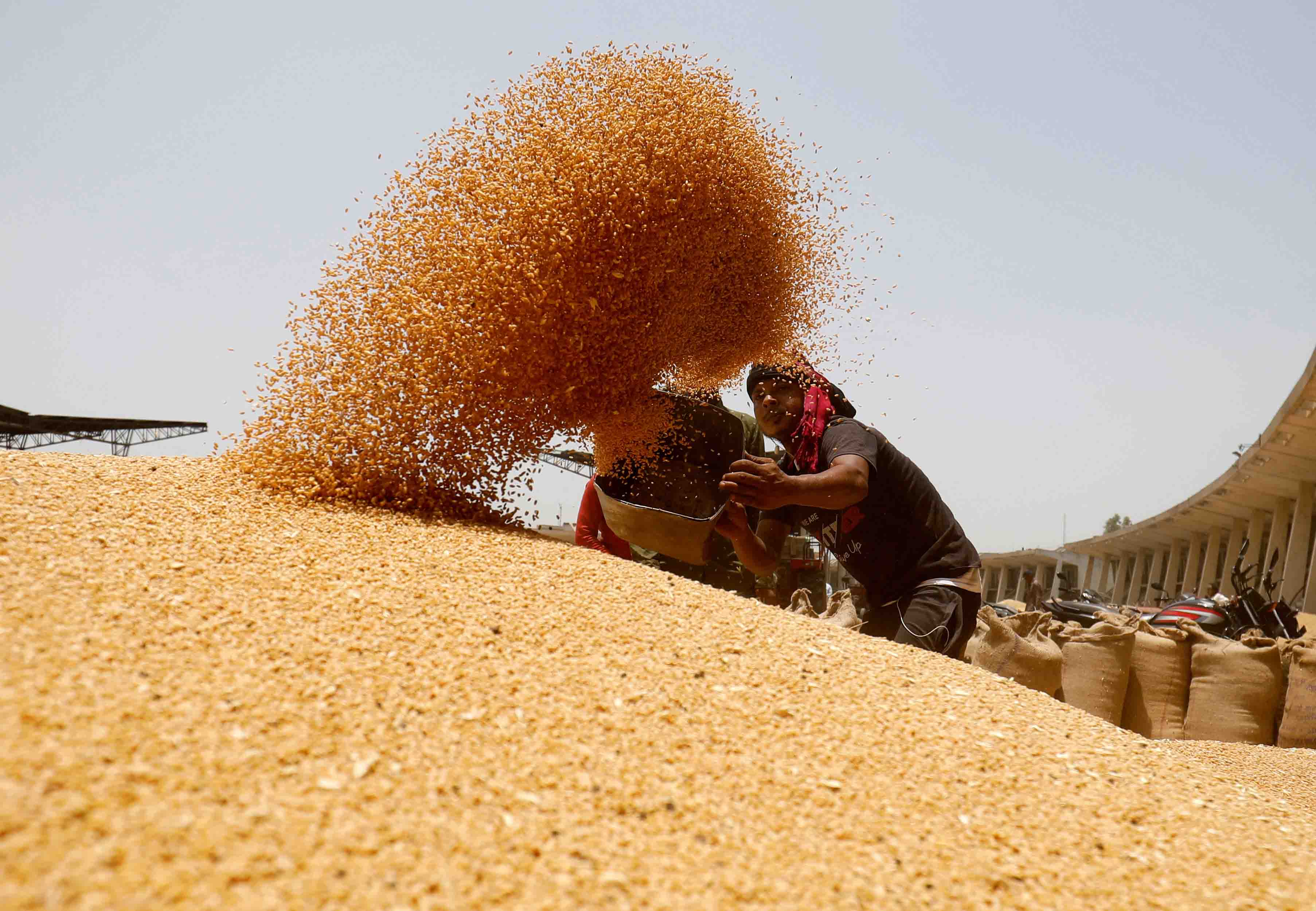 Wheat flour deals in nepali