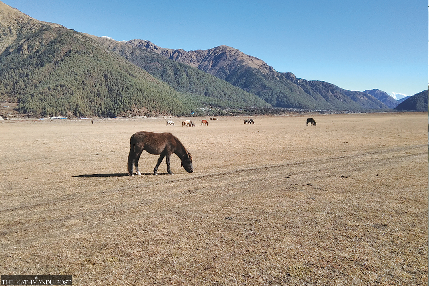 Nepal's only hunting reserve is back in business - Vimarsana News