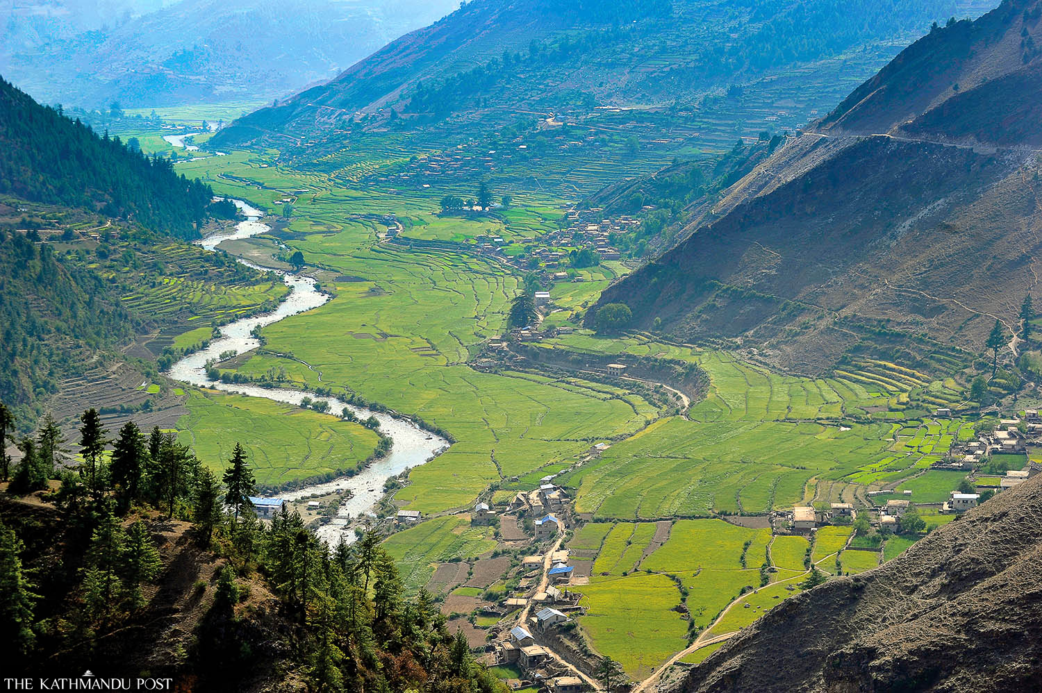 Paddy areas shrink in Karnali as disease, low irrigation take a toll