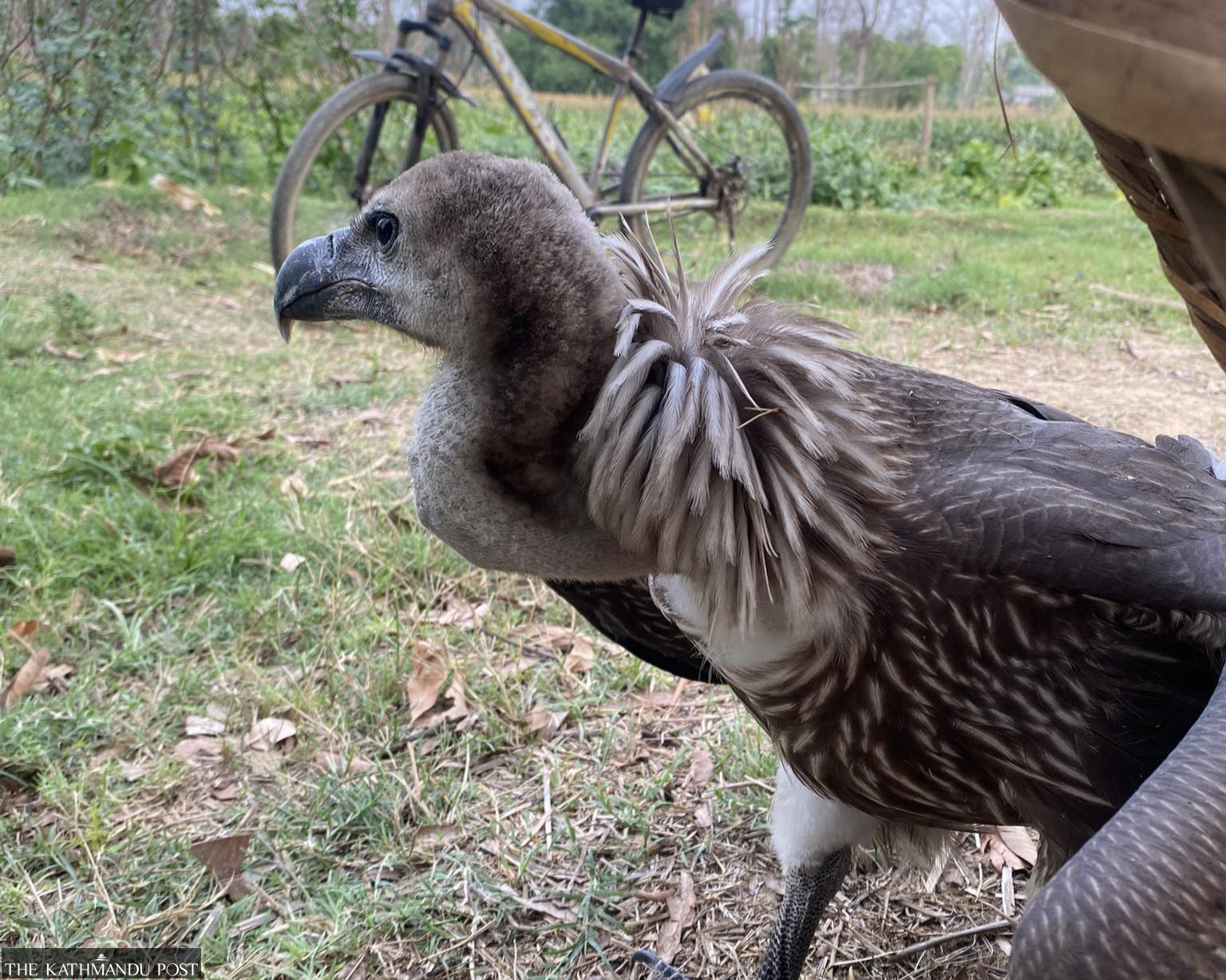 Rising fledgling deaths threaten Nepal's vulture conservation efforts - Vimarsana News