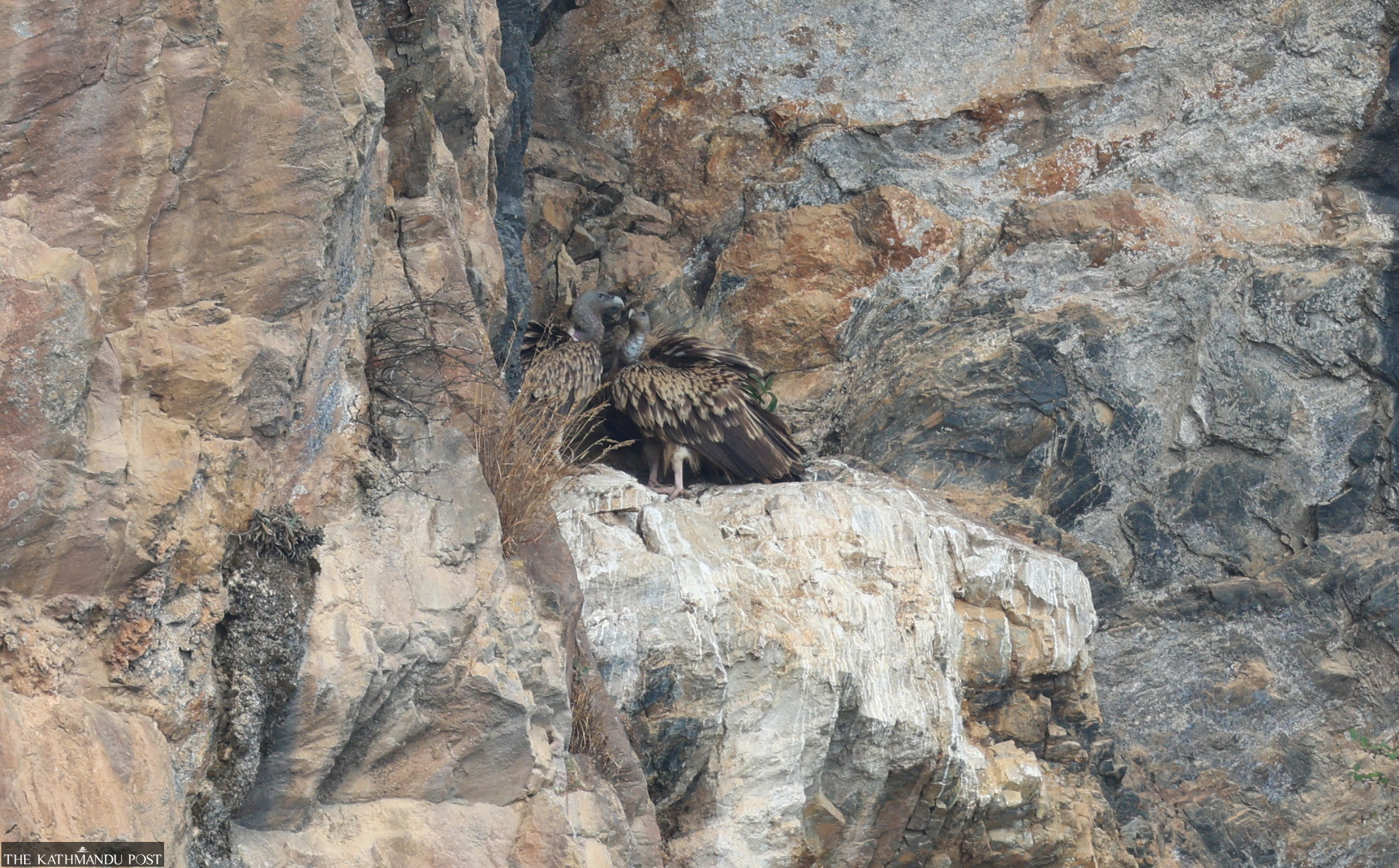 Gherabhir cliff in Arghakhanchi is buzzing with nesting vultures - Vimarsana News