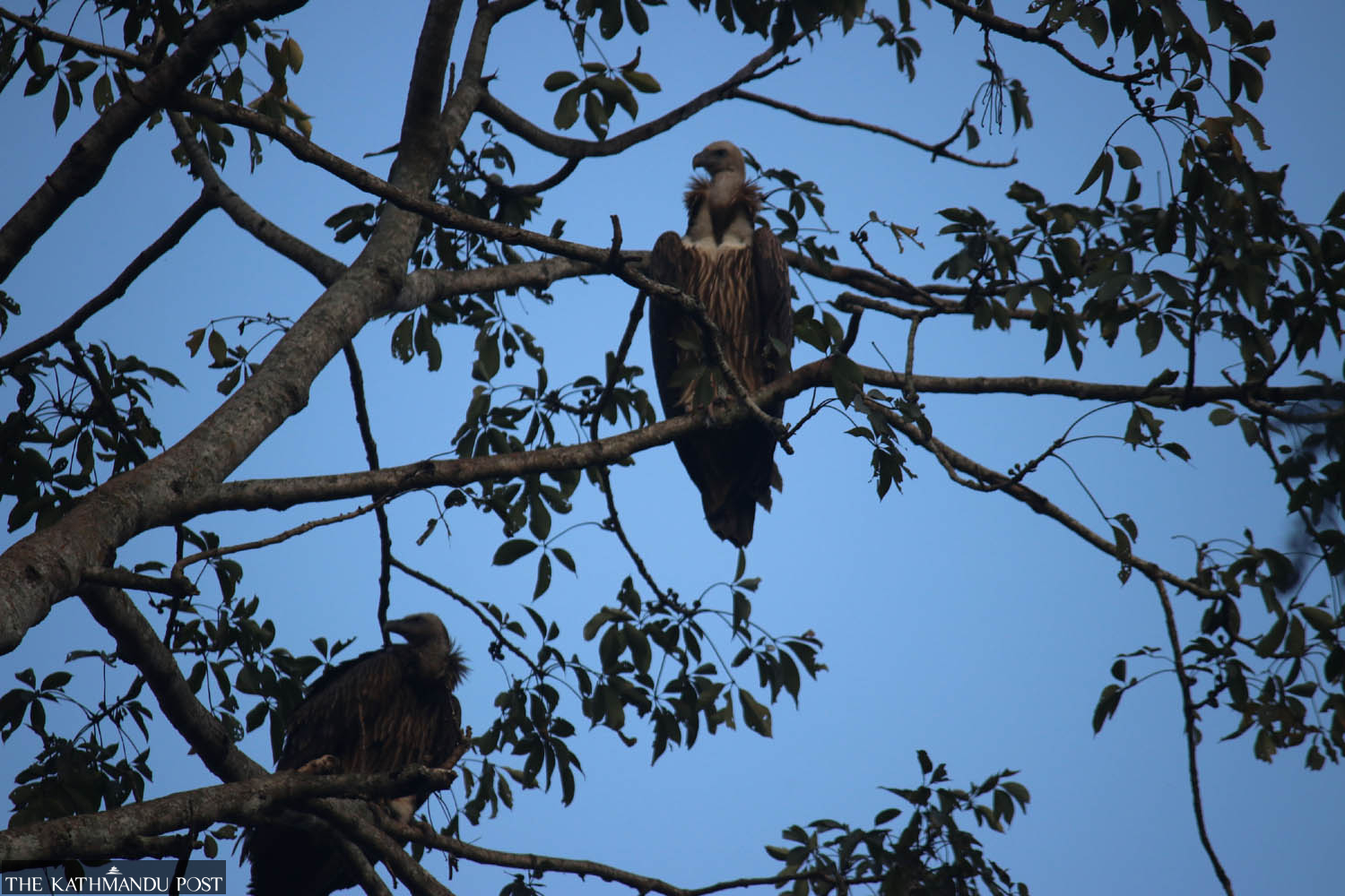 Palpa’s Khaireni community forest is teeming with vultures