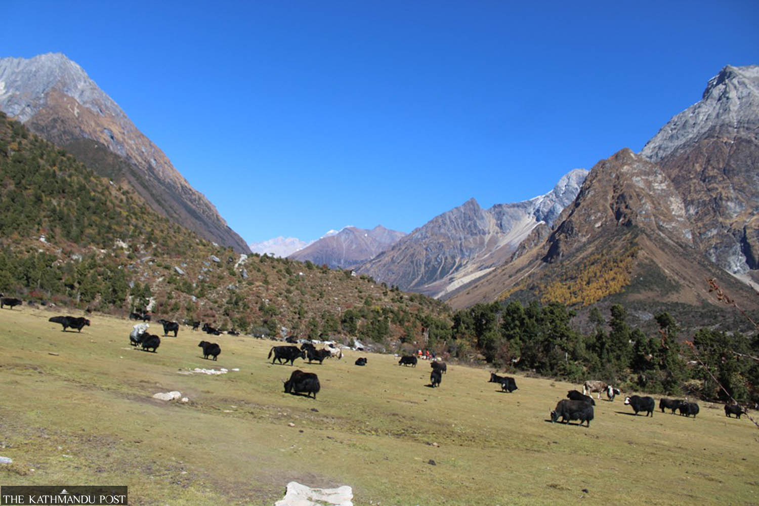 Farmers worried as snow leopards, wolves attack domesticated animals in Chumnubri area