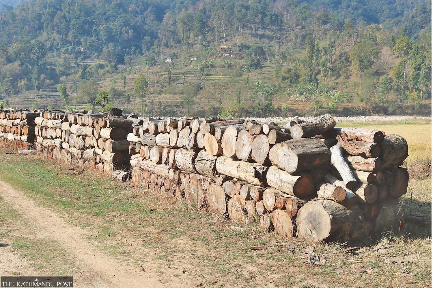 Logs worth millions of rupees are rotting in community forests, but locals can't buy them due to legal hurdles - Vimarsana News