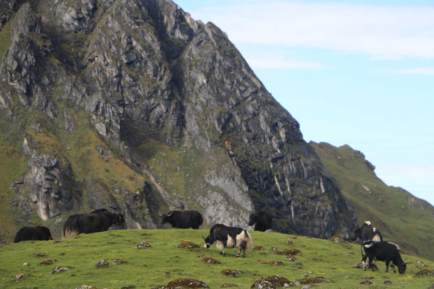 Himalayan Yak: No more treasure for mountain people as Tibet restricts trade